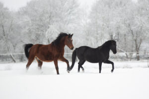 20231203 20231203 564A0238JulinaSedatFotografieJulinaSedatFotografie